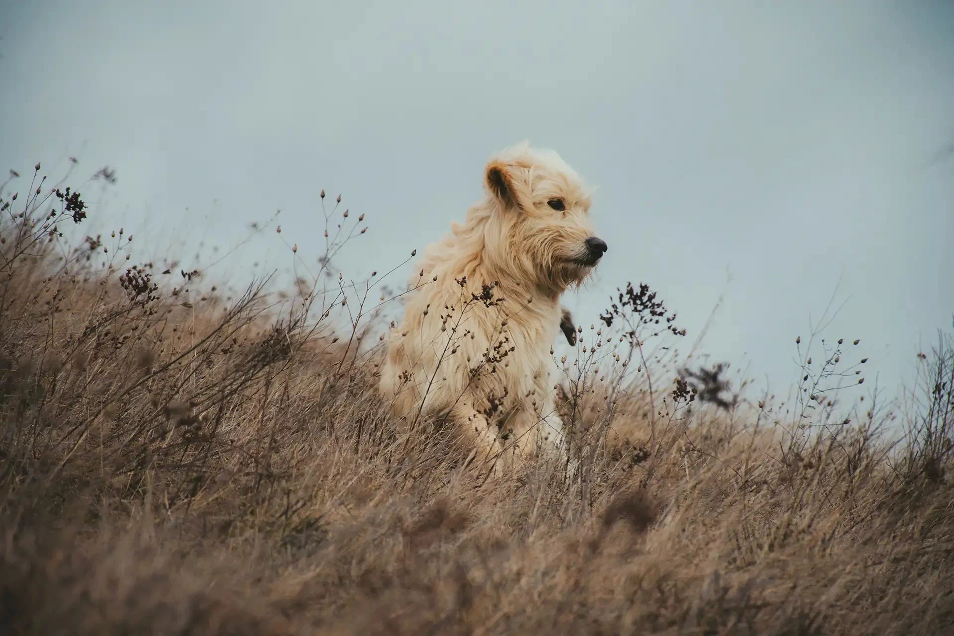 Dog sitting in a field