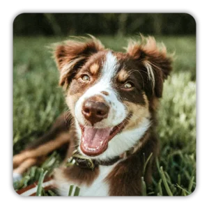 Dog lying in a field of grass