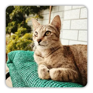Tabby cat sitting on a green blanket