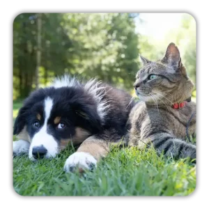 Puppy and kitten lying in the grass together