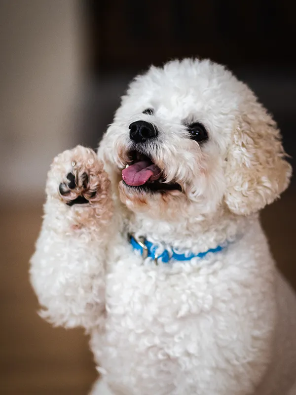 Fluffy white dog in a blue collar raising its paw