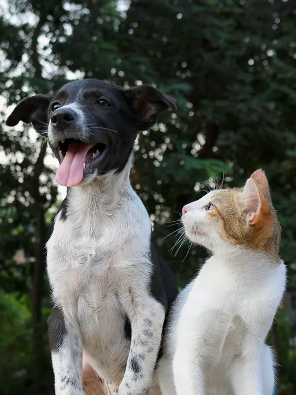 Puppy with white and black spotted fur sitting next to a cat