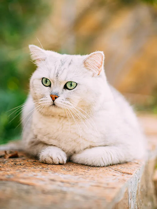 Light grey cat lying outside in the sun