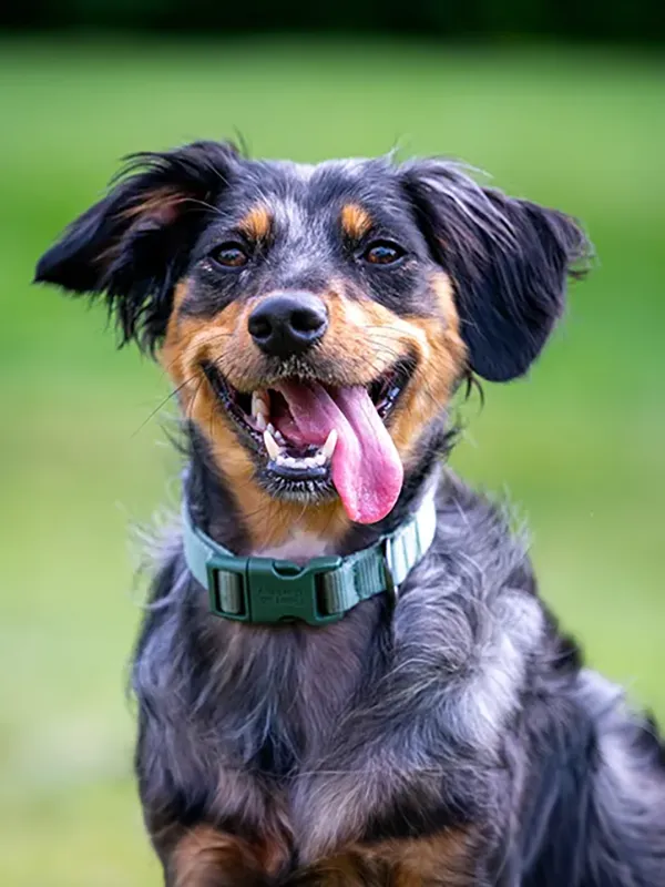 Close up of a happy puppy against a green background