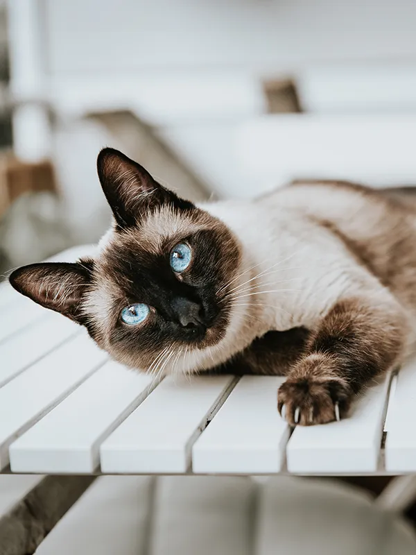 Close up of a Siamese cat lying on a white table