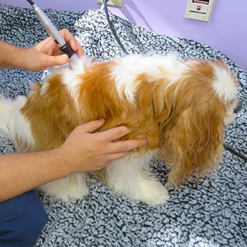 Laser Therapy