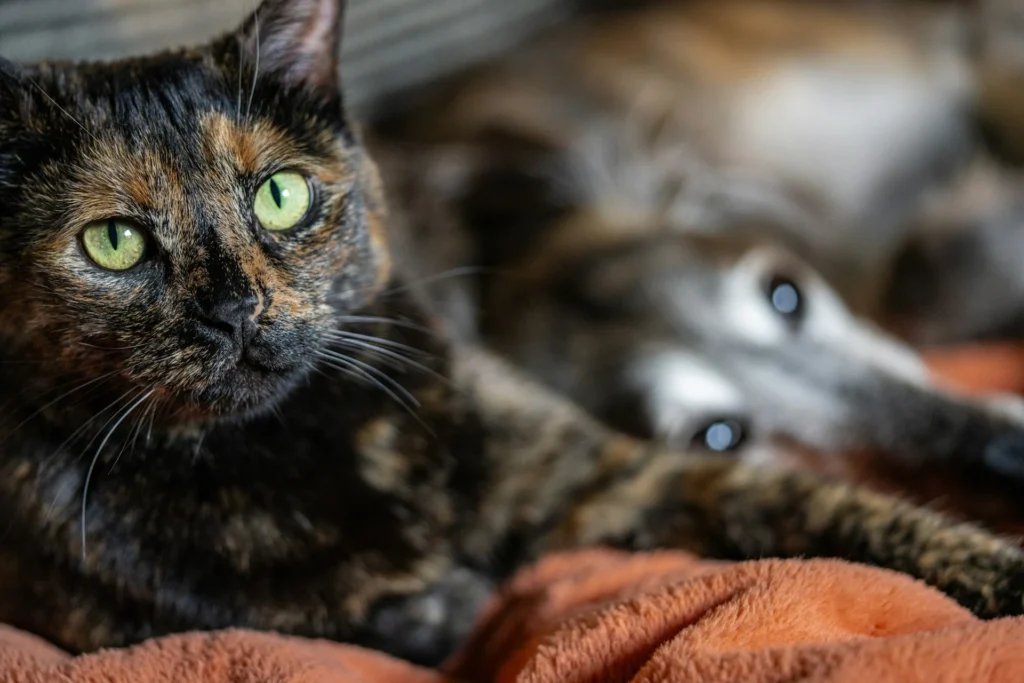 A cat resting on an orange blanket next to a grey dog.