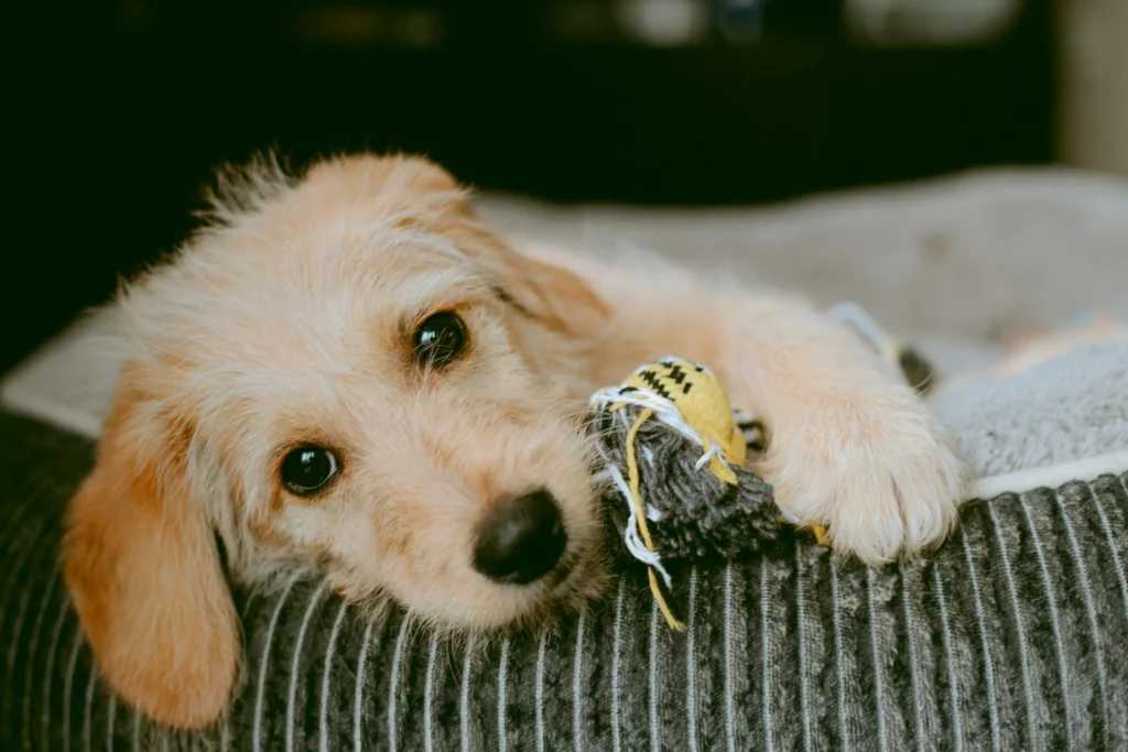 A puppy resting its head on a striped bed while playing with a yellow and grey knit toy.