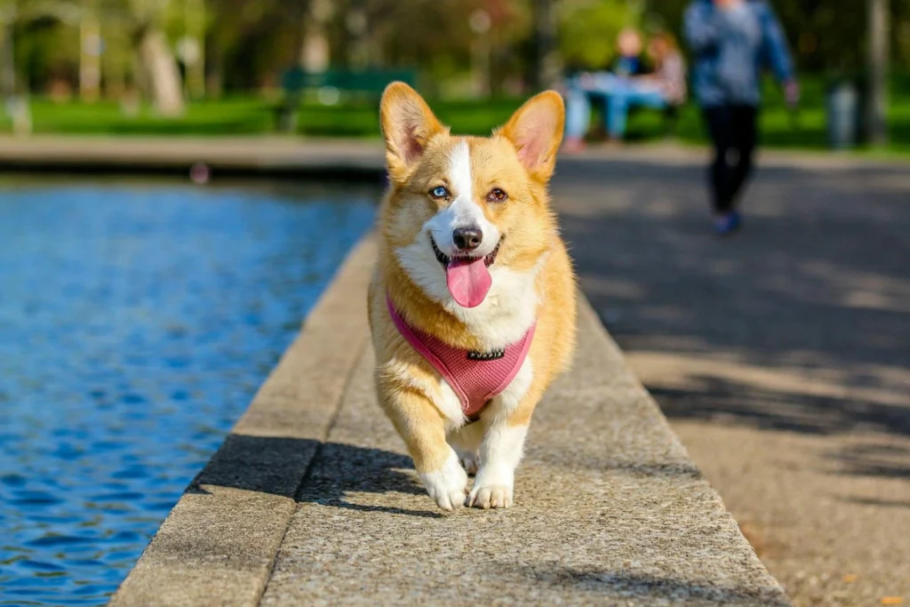 A Corgi walks along a paved path next to water in a park.