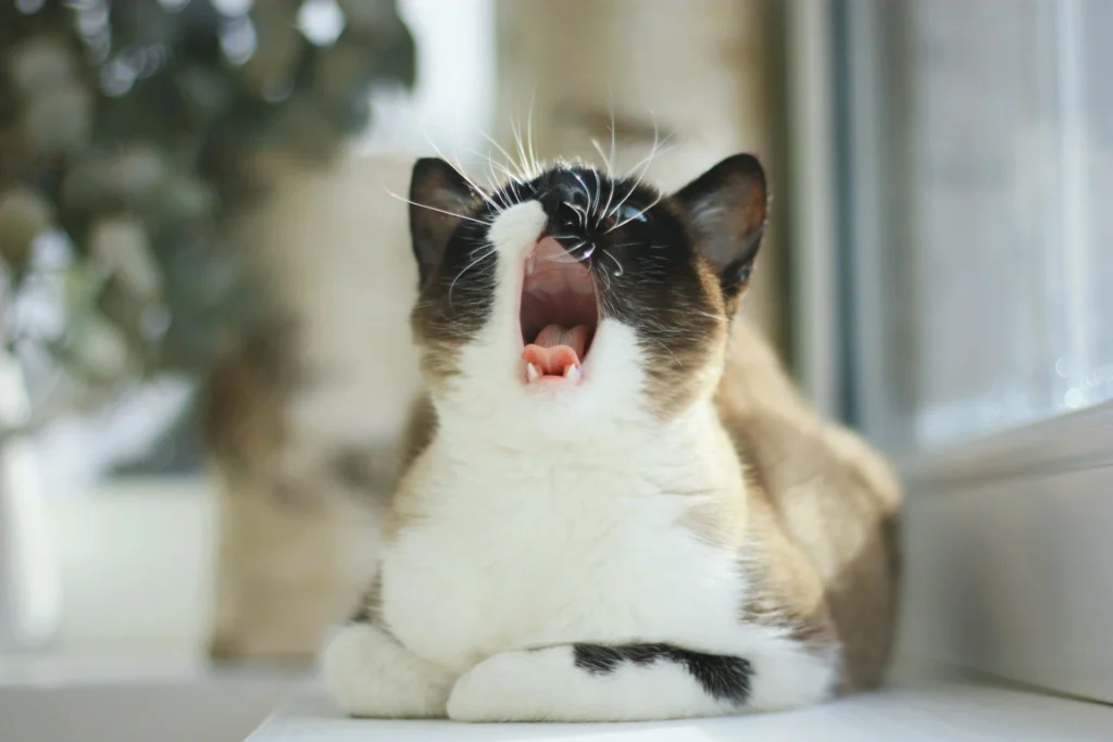 A Siamese-type cat with dark points and white fur is sitting in a sunlit window and yawning widely.