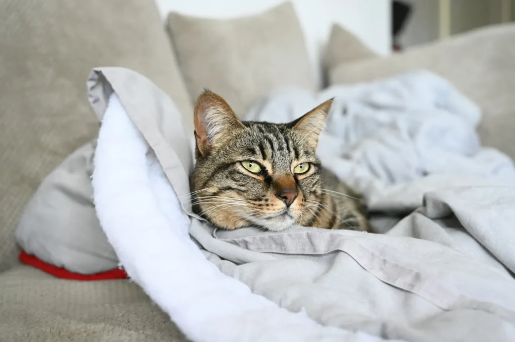 A tabby cat is resting comfortably, half-covered by a grey and white blanket on a beige couch.